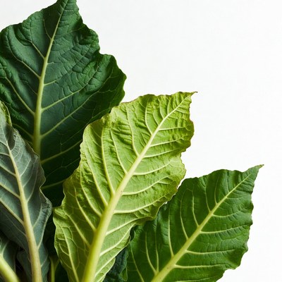 Large green tropical leaves