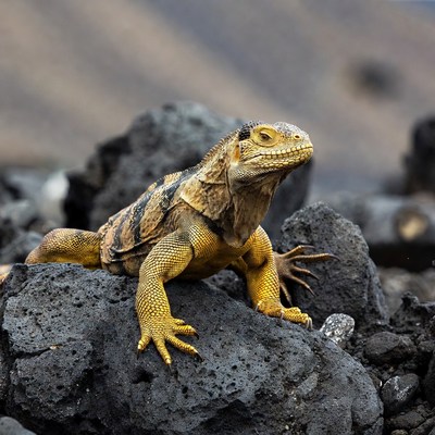 Galapagos Iguana on Volcanic Rocks