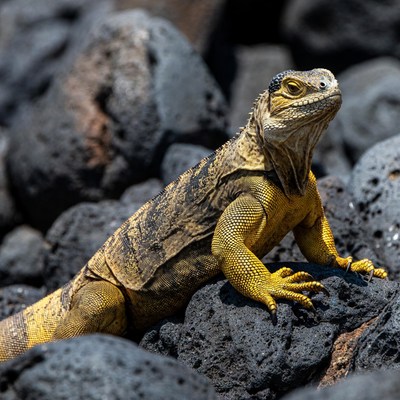Yellow iguana on black rocks
