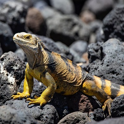 Galapagos Land Iguana on Lava Rocks