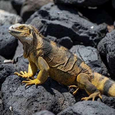 Galapagos land iguana on black rocks