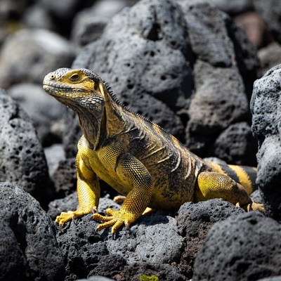 Yellow iguana on black rocks