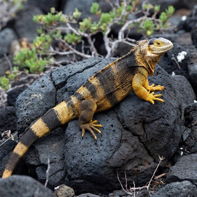 Galapagos Land Iguana on Lava Rocks