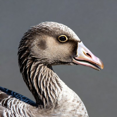 Grey goose profile view