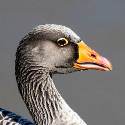 Greylag Goose Profile View