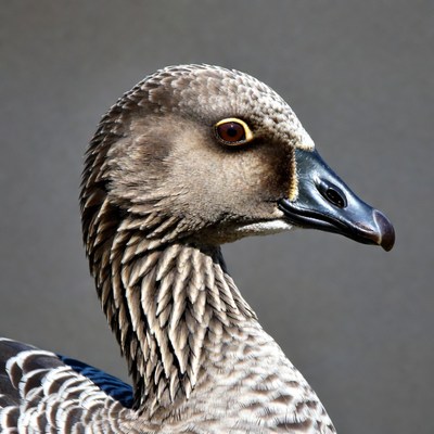 Close-up of white-faced whistling duck