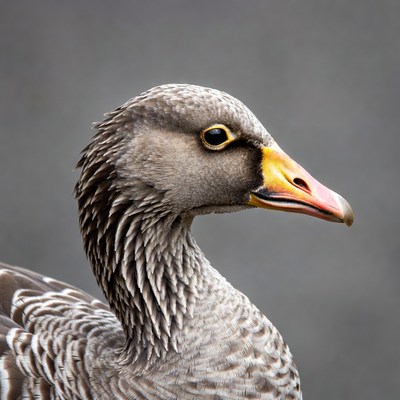 Grey goose profile on gray background
