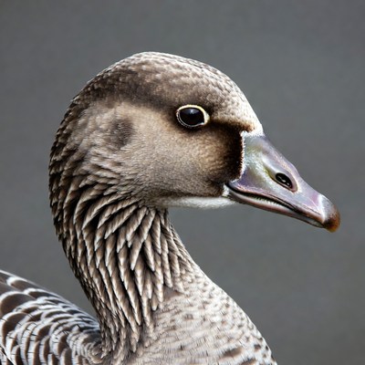 Close-up of white-fronted goose head