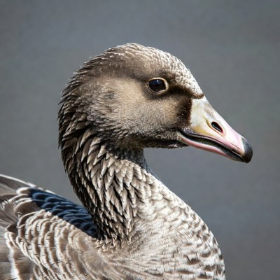 Grey goose profile view