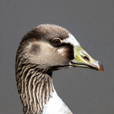 White-fronted Goose Profile View