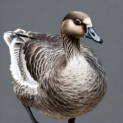 Nene Goose on Gray Background