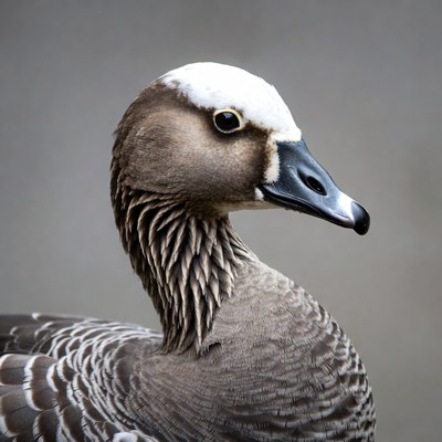 White-faced whistling duck profile