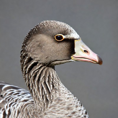 White-fronted Goose profile view