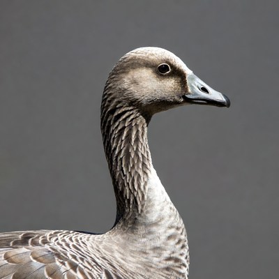 White-fronted Goose Profile View