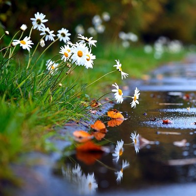 White Daisies by Autumn Puddle