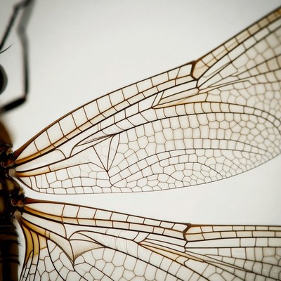 Dragonfly wings close-up