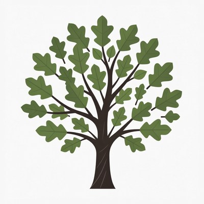 Oak Tree Illustration