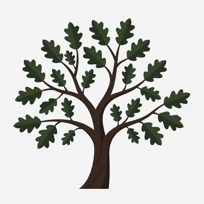 Oak Tree Illustration