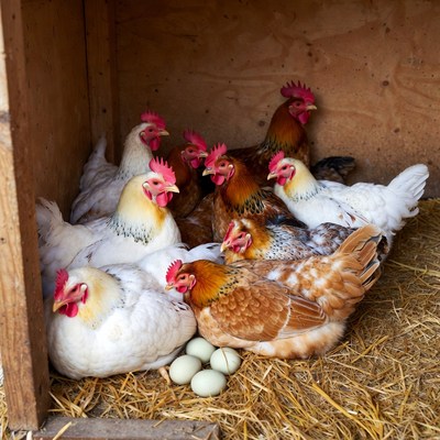 Chickens nesting with eggs in coop
