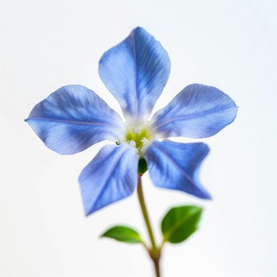 Blue Periwinkle Flower on White