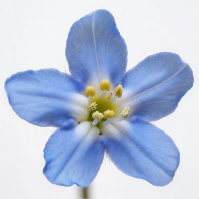 Blue flower with yellow stamens