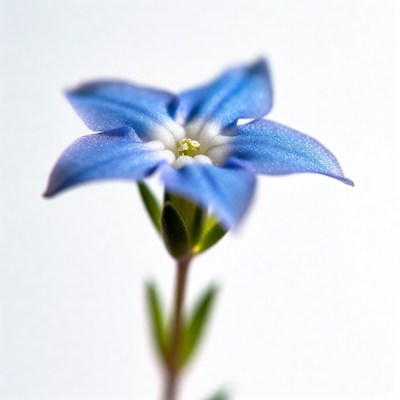 Blue flower on white background