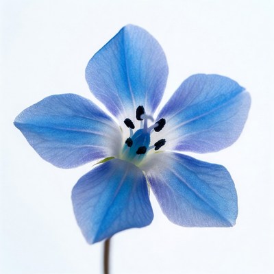 Blue flower on white background