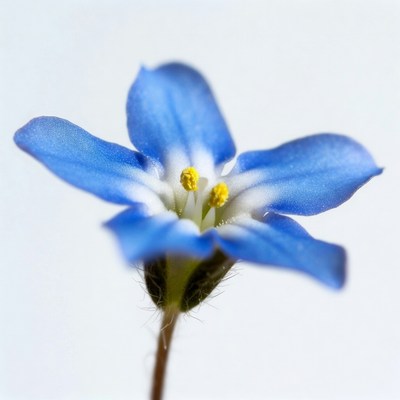 Blue flower with yellow center