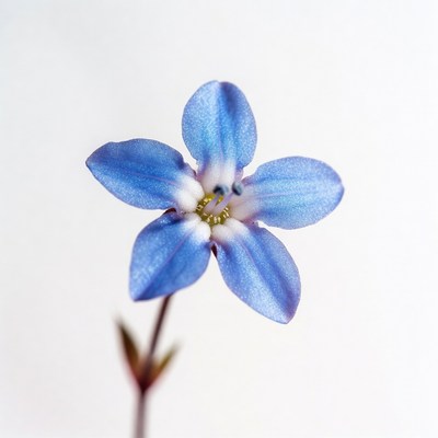 Blue flower on white background
