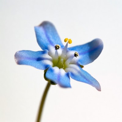 Blue flower with yellow stamens
