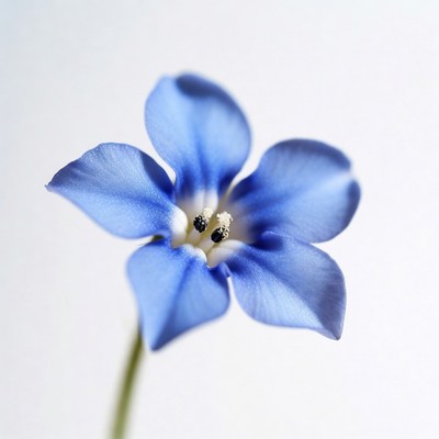 Blue flower on white background