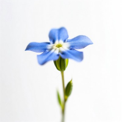 Blue Forget-Me-Not Flower