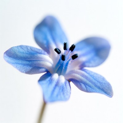 Blue flower on white background
