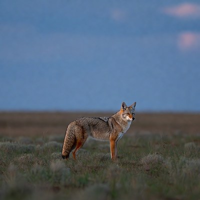 Coyote standing in grassy field