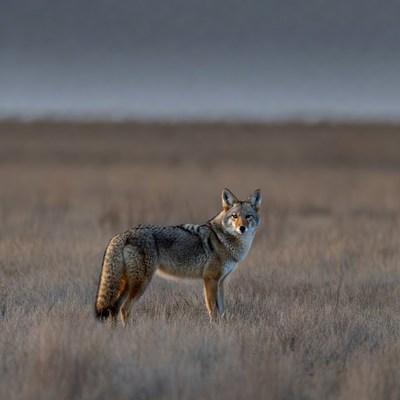 Coyote standing in grassy field