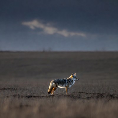 Coyote standing in grassy field