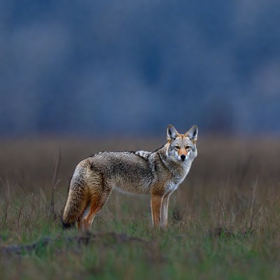 Coyote standing in grassy field