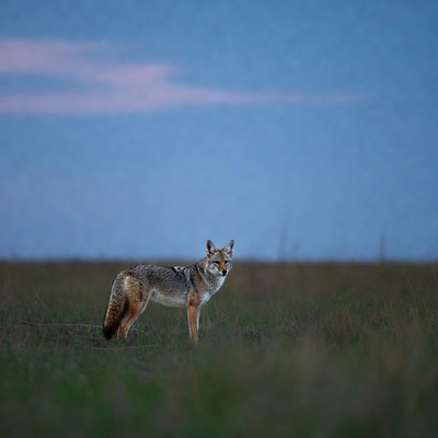 Coyote standing in grassy field