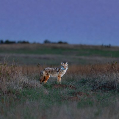 Coyote standing in grassy field