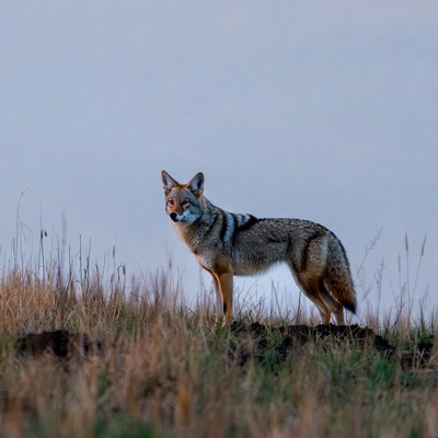 Coyote standing in tall grass