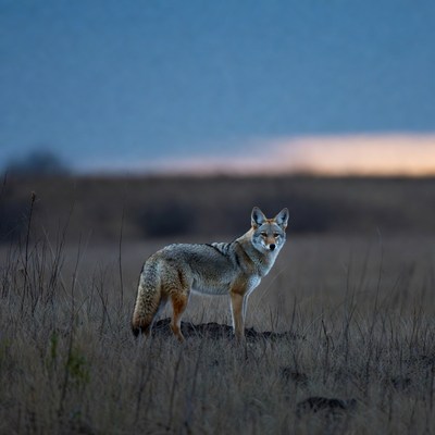 Coyote standing in grassy field