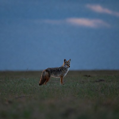 Coyote standing in grassy field