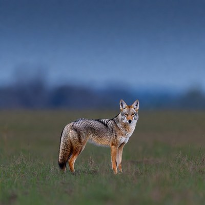 Coyote standing in grassy field
