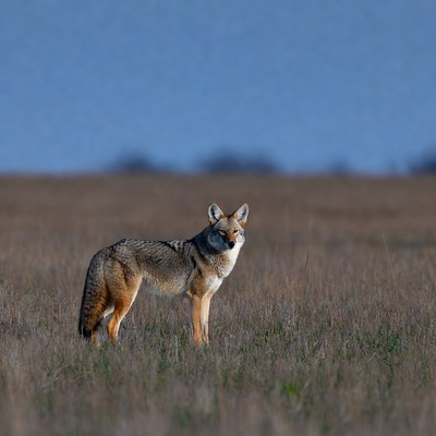 Coyote standing in grassy field