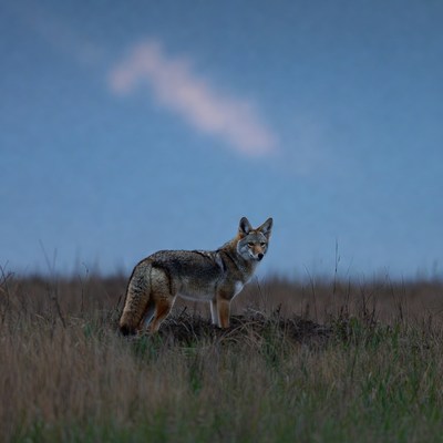 Coyote standing in tall grass