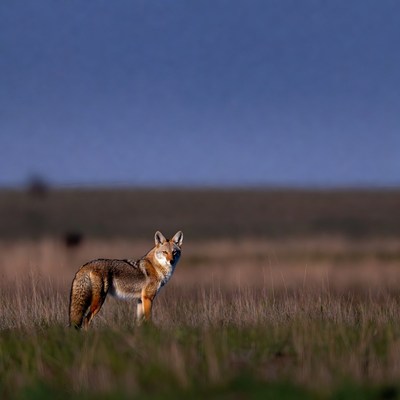 Kit Fox Standing in Grassland