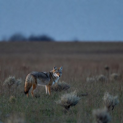 Coyote standing in grassy field