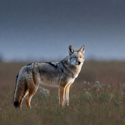 Coyote standing in grassy field