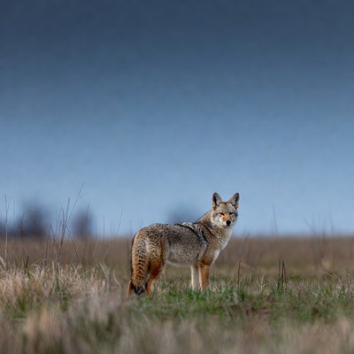 Coyote standing in grassy field