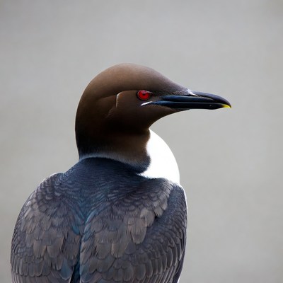 Red-eyed Guillemot Profile View